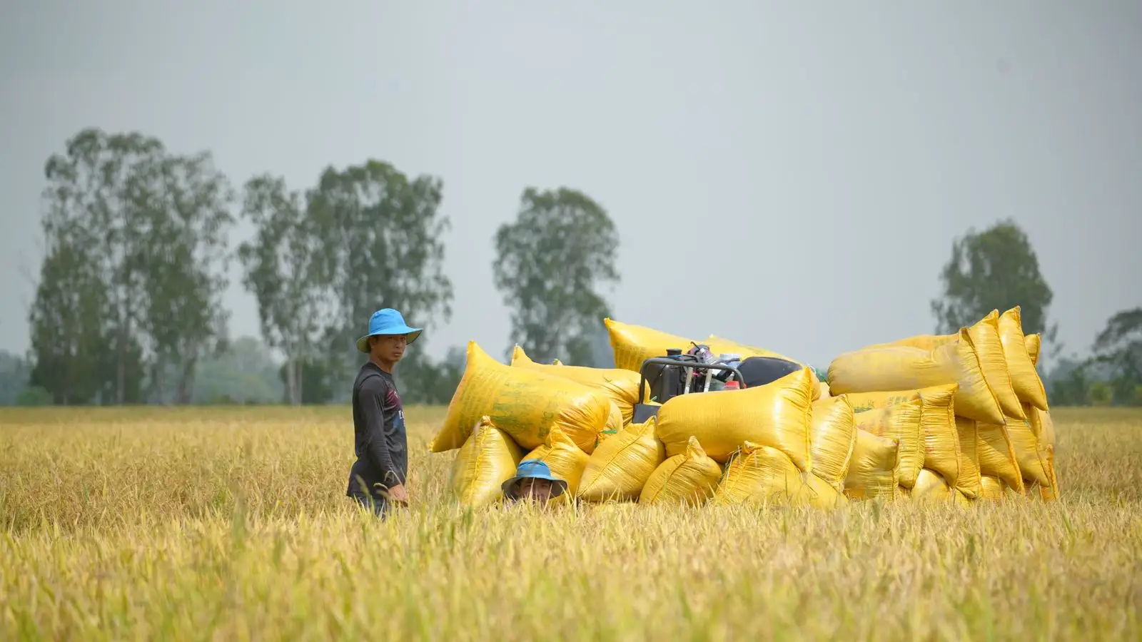 Workers loading golden woven sacks in a harvested rice field